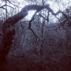 Spectre of Springwell Forest sinister wood - for blog header
